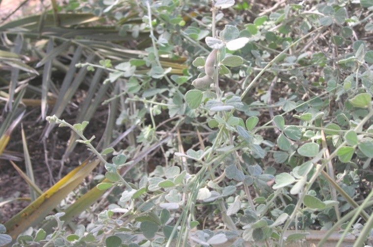النبتة كاملة