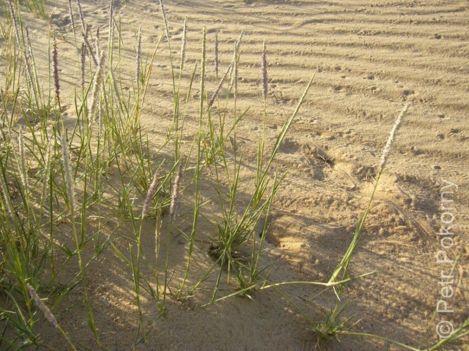 النبتة كاملة 