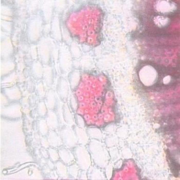 Detailed TS of stem
