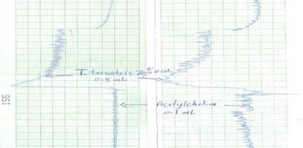 Effect on detrusor muscle
