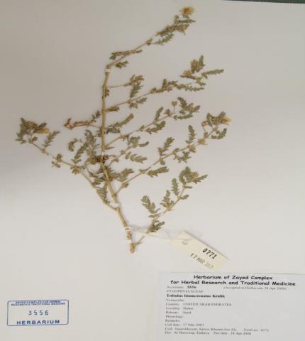 Herbarium specimen