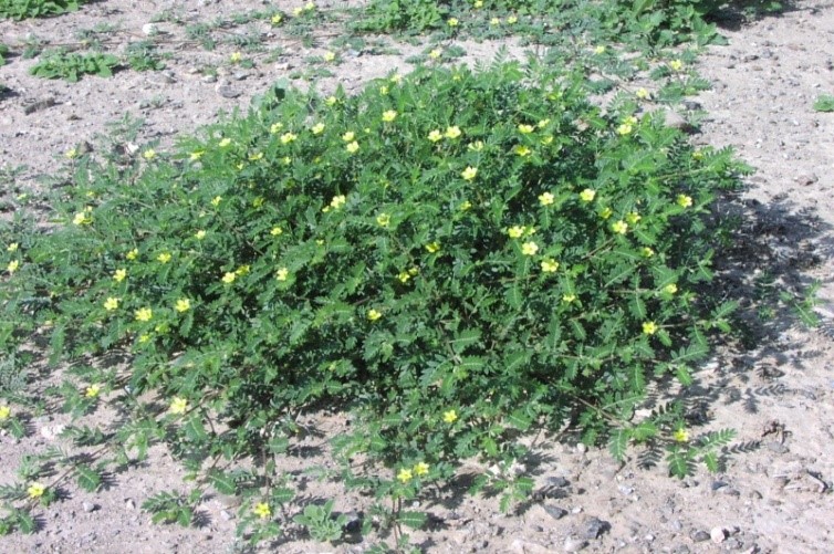 Whole plant