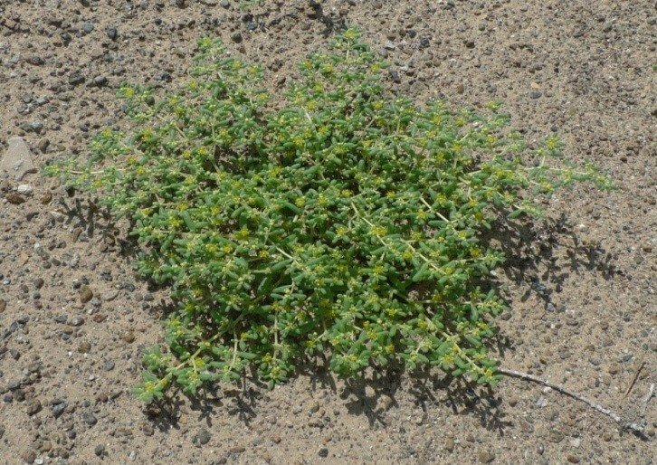 Whole Plant