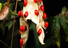 Abrus precatorius