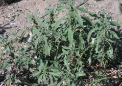 Amaranthus graceius