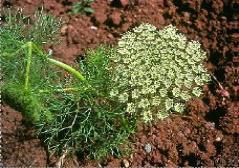 Ammi visnaga