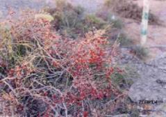 Calligonum comosum