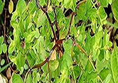 Euphorbia peplus