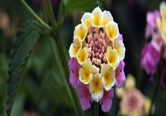 Lantana camara