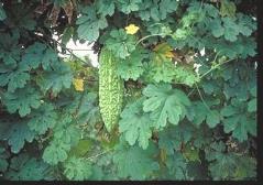 Momordica charantia Plant