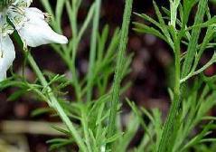 Nigella sativa Plant