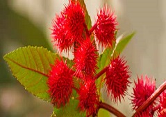 Ricinus communis