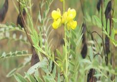 Senna angustifolia plant